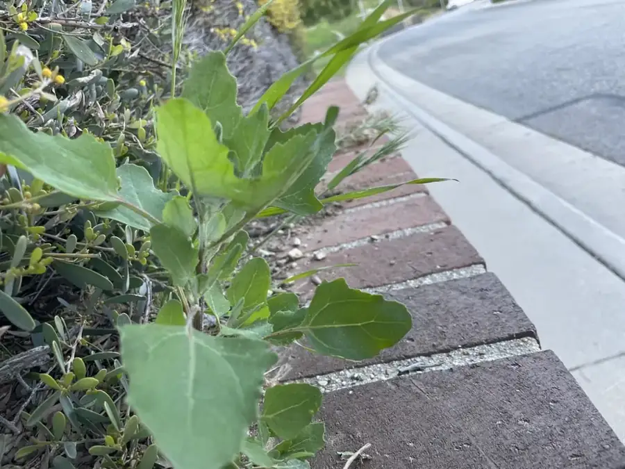 Lamb's quarters: Plant at a path edge.