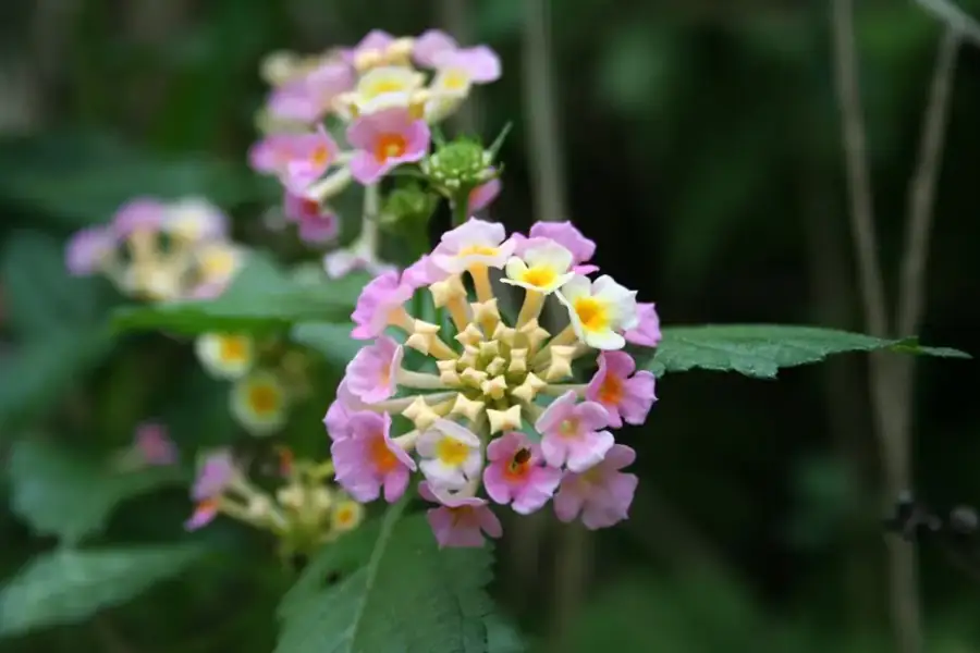 Lantana: Multicolored flower head.