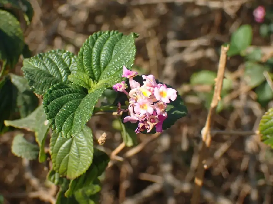 Lantana: Leaves and flowers.