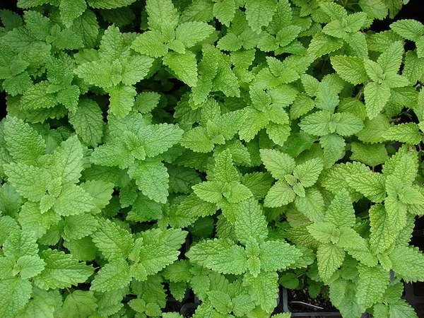 Lemon balm: Melissa officinalis