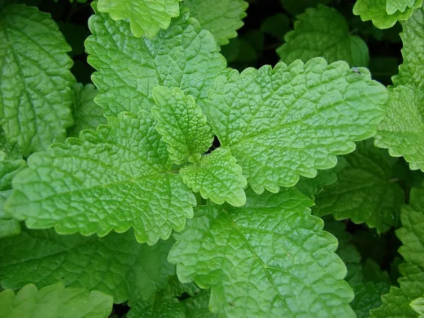 Lemon balm: Melissa officinalis