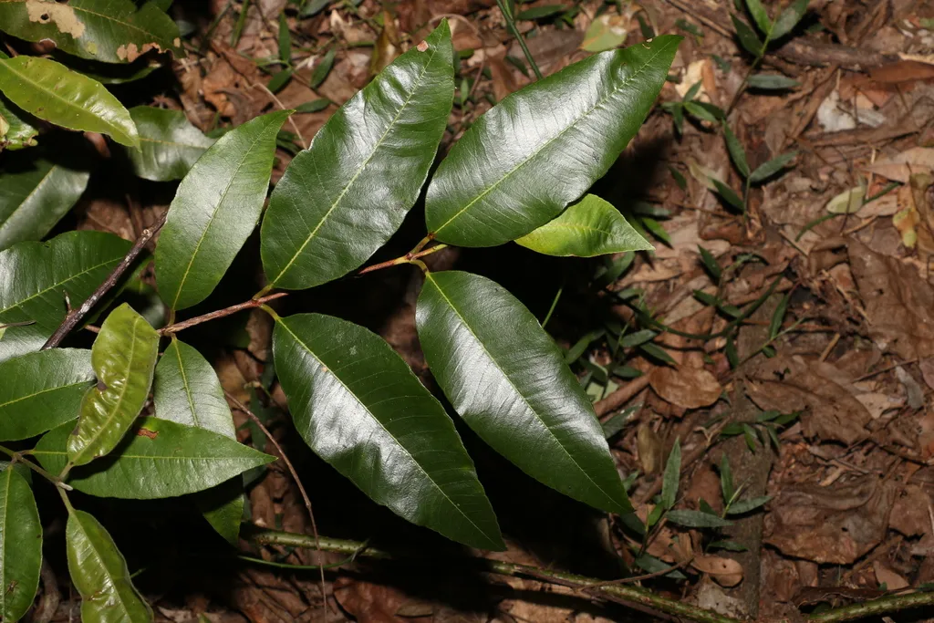 Lemon myrtle: Reference specimen (Backhousia citriodora)