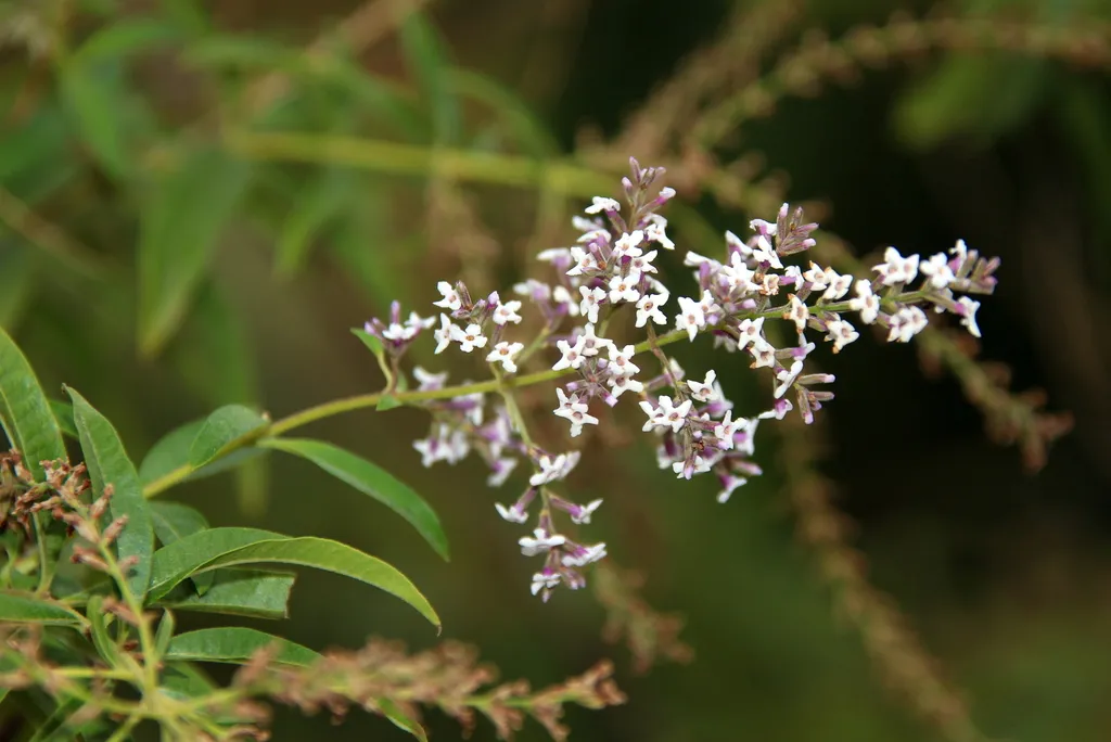 Lemon verbena: Reference specimen (Aloysia citrodora)