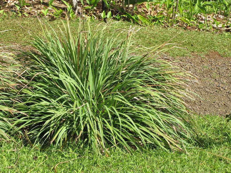 Lemongrass: Cymbopogon citratus. Form.