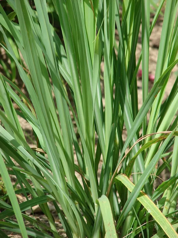 Lemongrass: Cymbopogon citratus. Foliage.