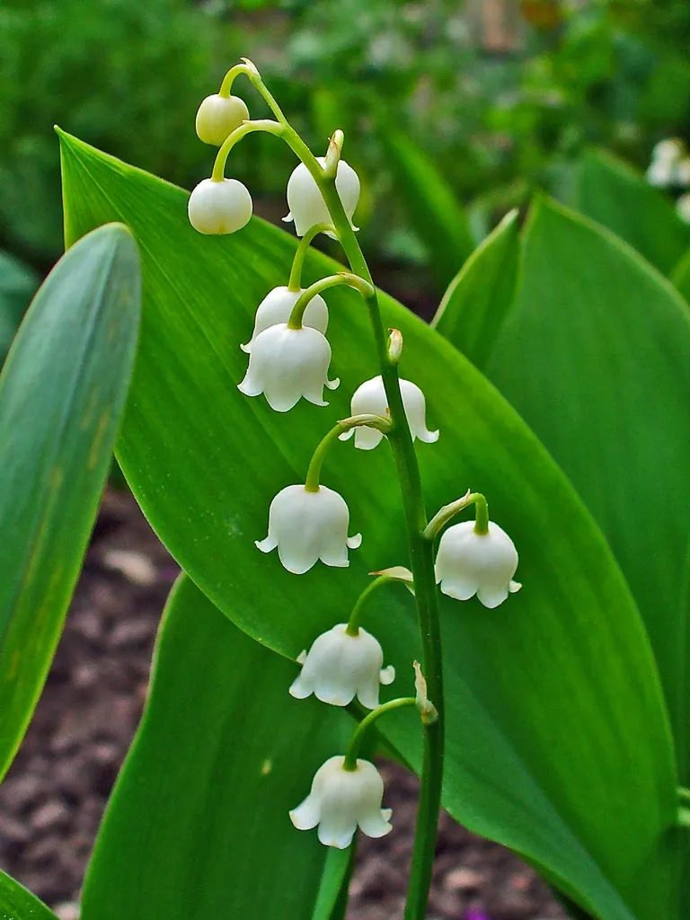 Lily of the valley: White bell-shaped flowers