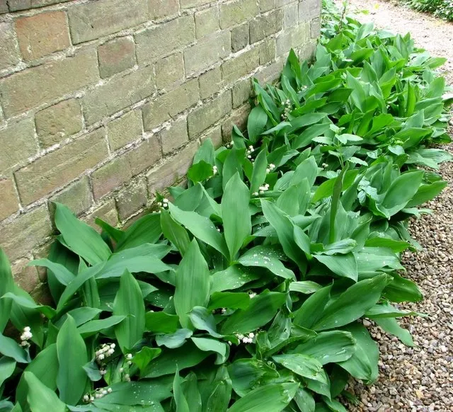 Lily of the valley: Mass planting along a foundation.