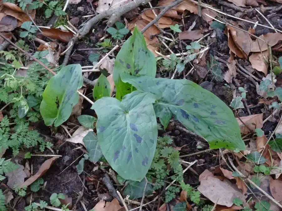 Lords-and-ladies: Arrow-shaped leaves.