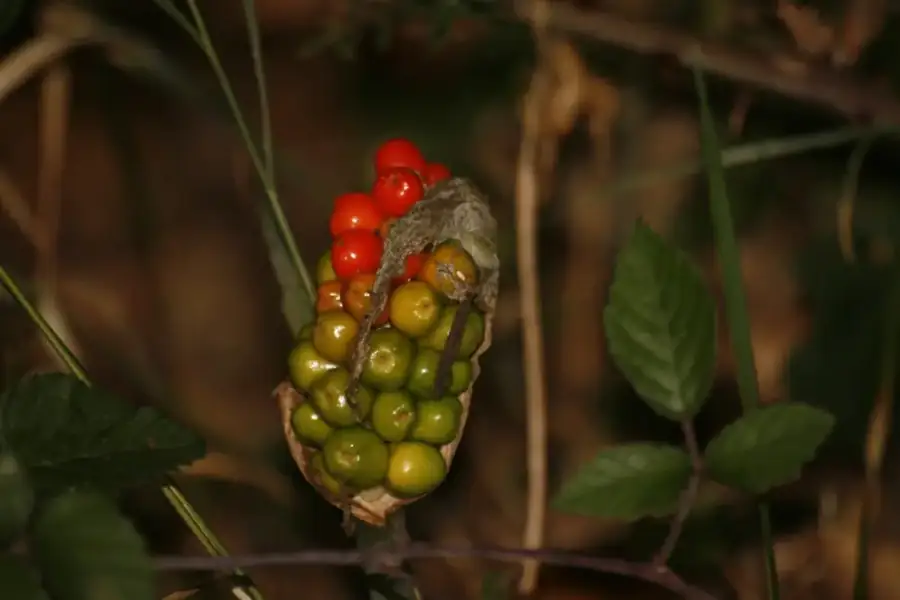 Lords-and-ladies: Orange-red berry spike.