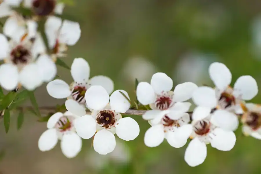 Mānuka: White flowers.
