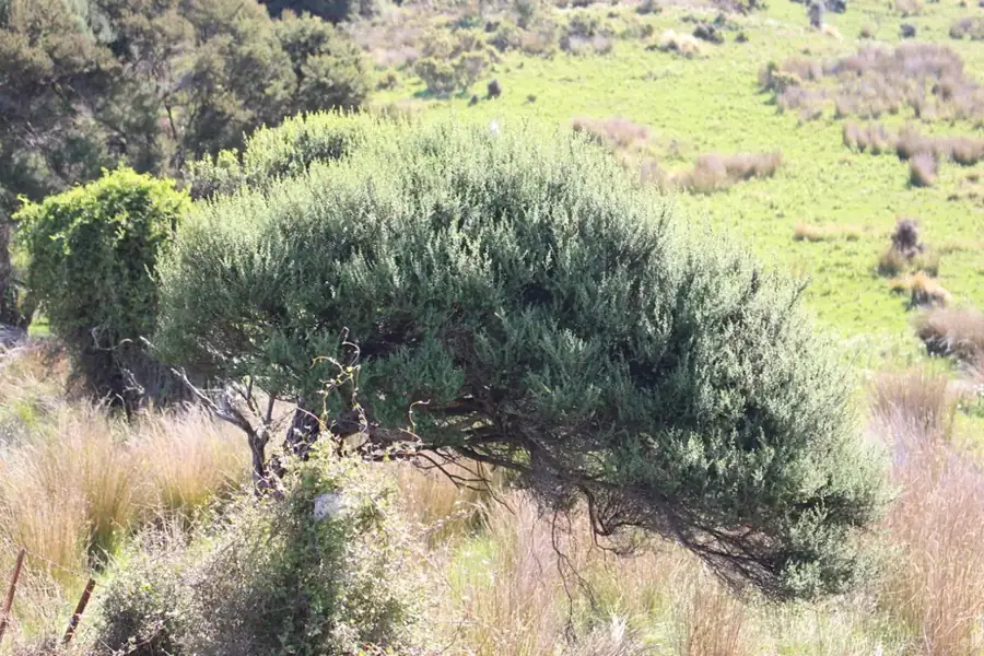 Mānuka: Shrub.