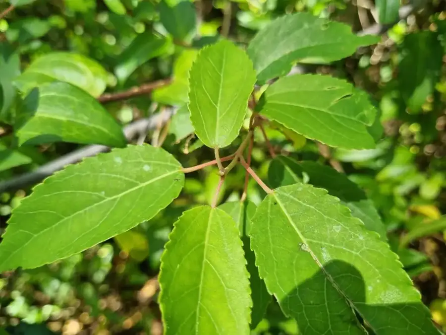Maqui: Glossy leaves.