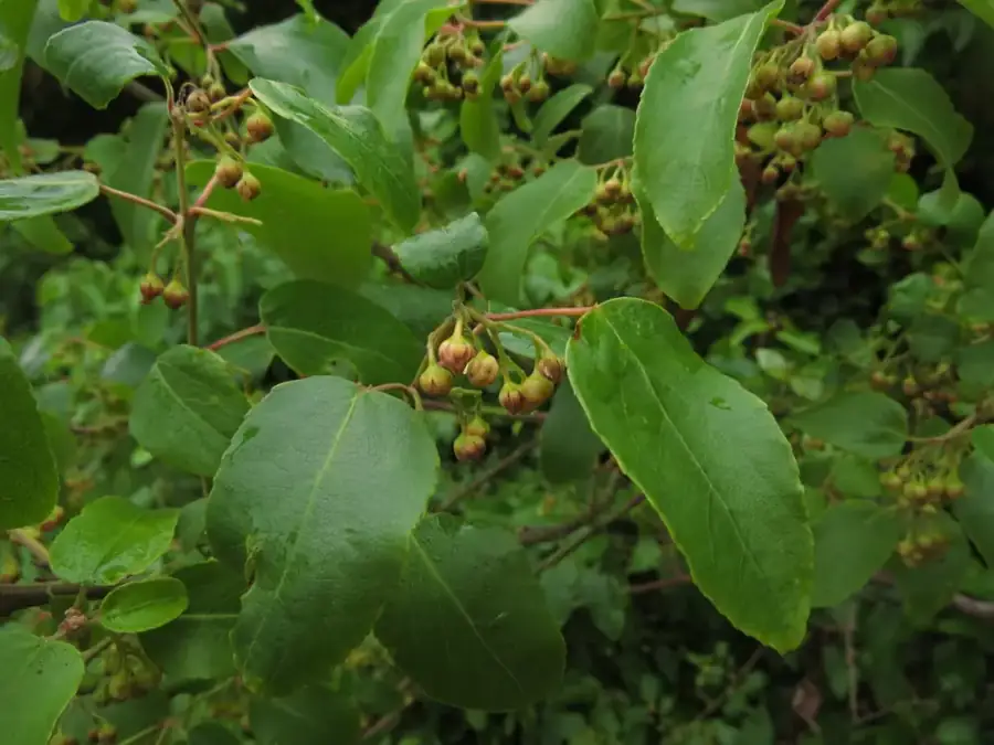 Maqui: Foliage with flowers.