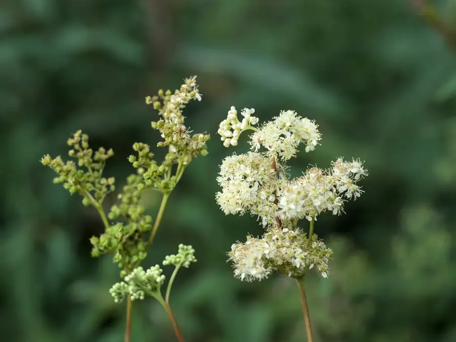 Meadowsweet: Cream flower heads.
