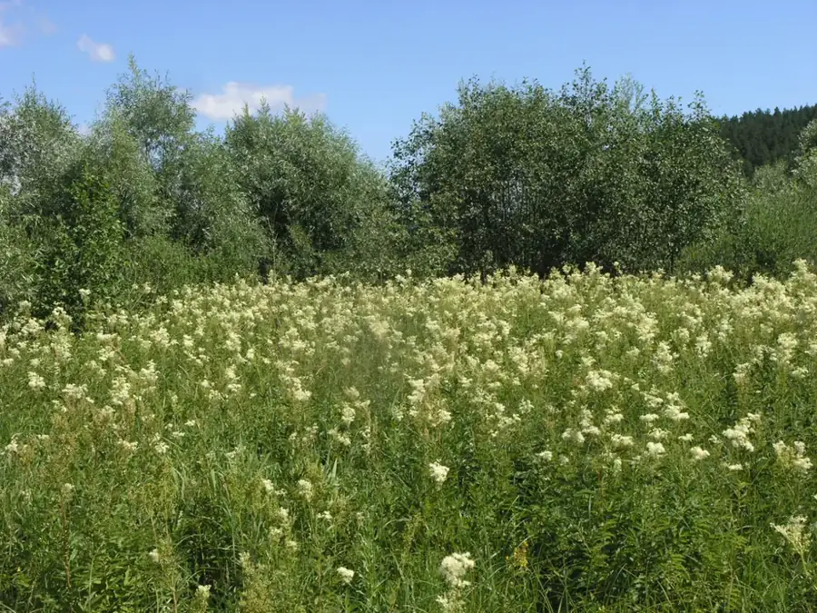 Meadowsweet: Meadowsweet stand.