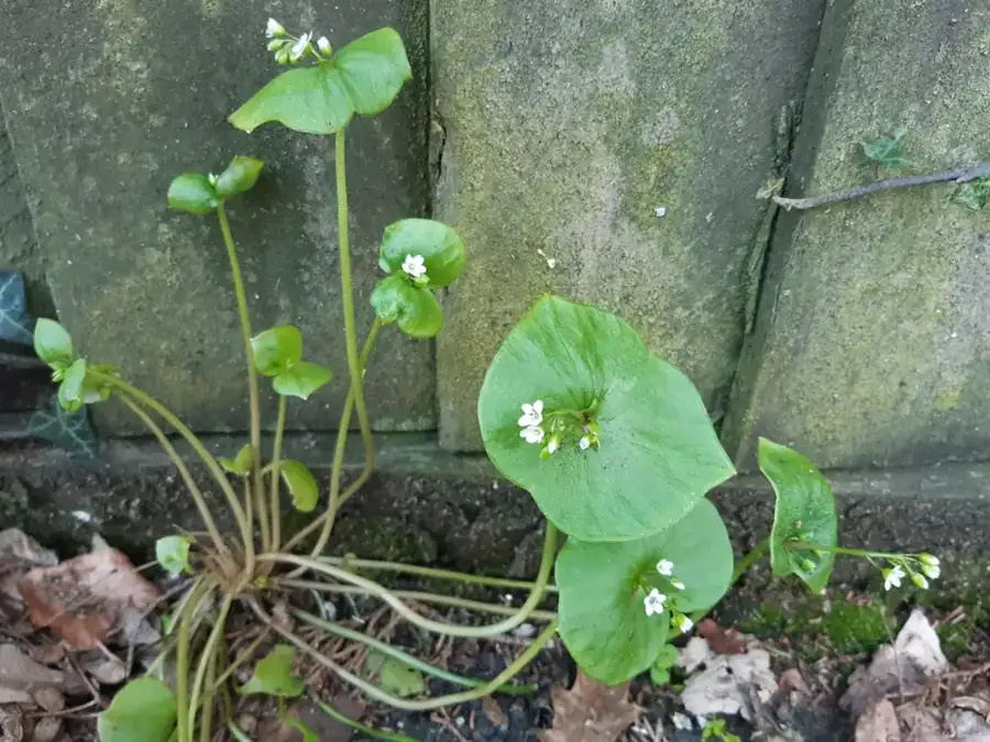 Miner's lettuce: Disc leaves with white flowers.