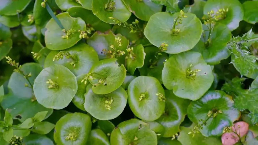 Miner's lettuce: Round leaves.
