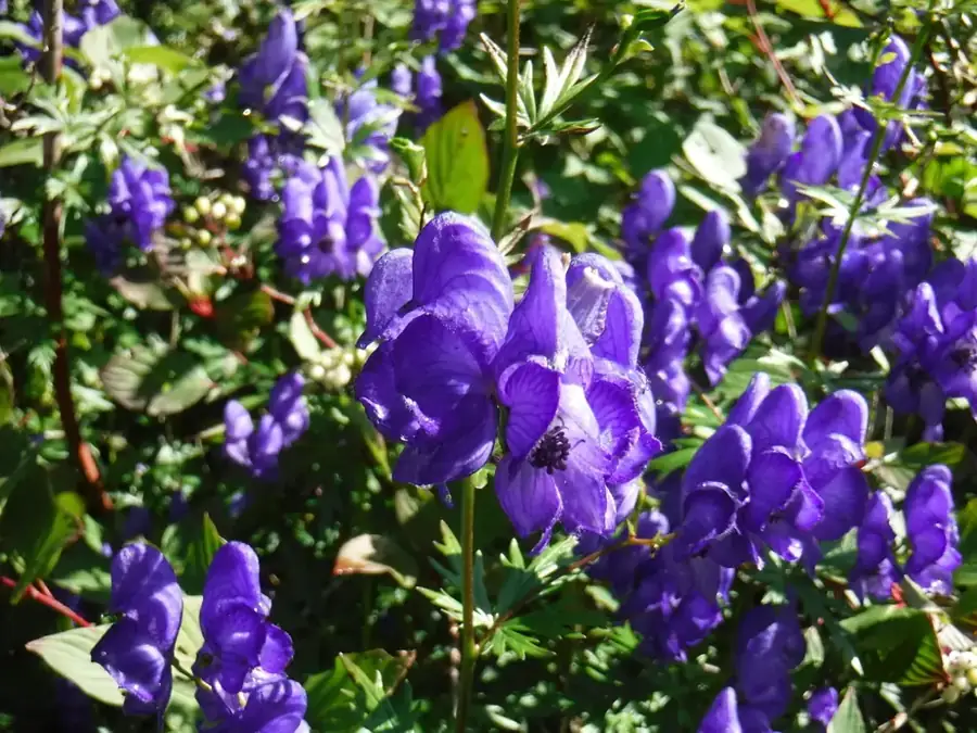 Monkshood: Hooded flowers.
