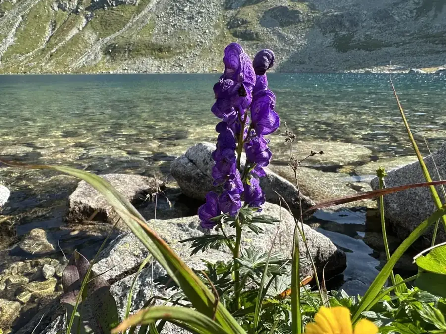 Monkshood: Flowering spike.