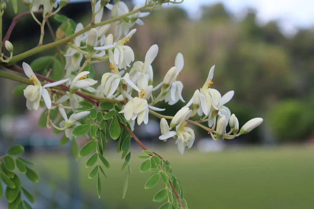 Moringa: Reference specimen (Moringa oleifera)