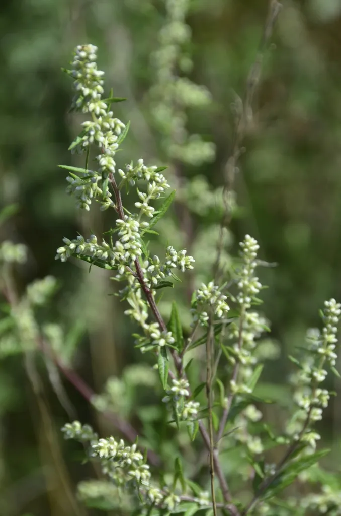 Mugwort: Flowers