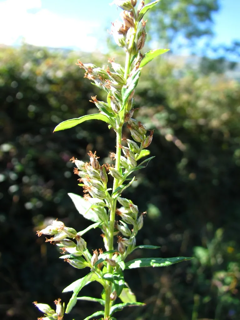 Mugwort: Flowers