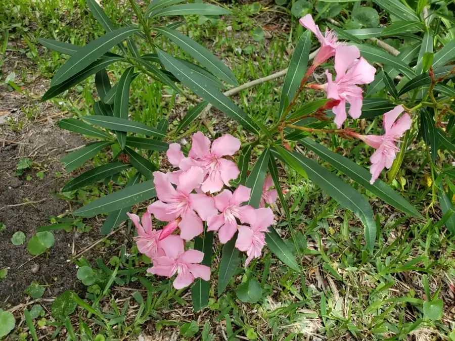 Oleander: Pink flowers.