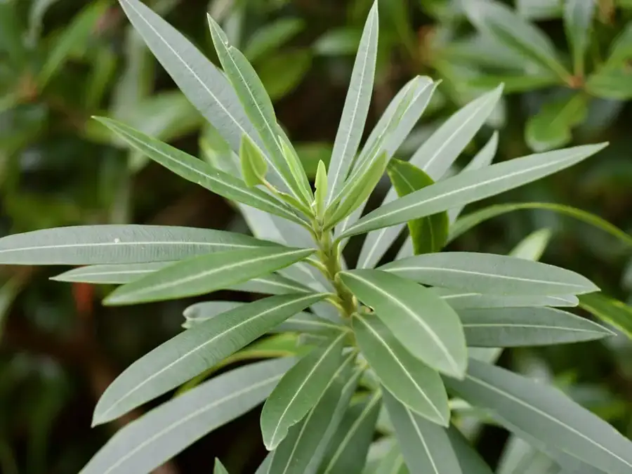 Oleander: Narrow leaves.