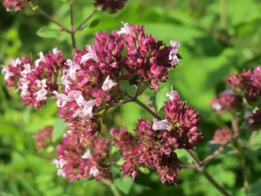 Wild oregano: Pink flower clusters.