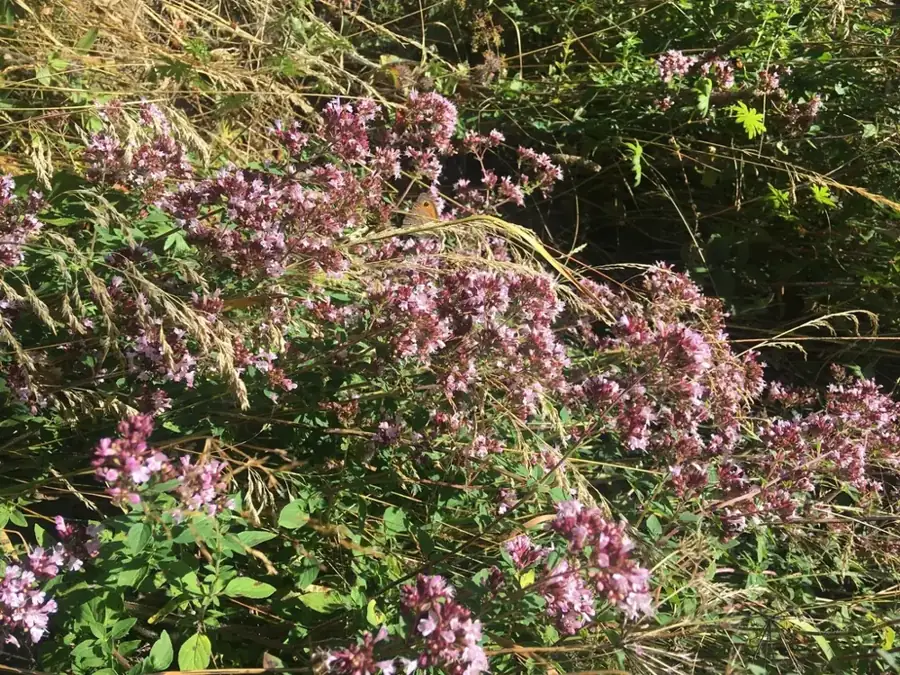 Wild oregano: Flowering stand.