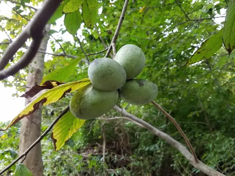 Pawpaw: Green fruit cluster.
