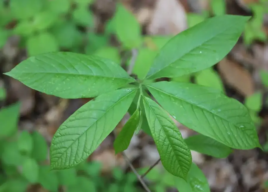 Pawpaw: Large leaves.