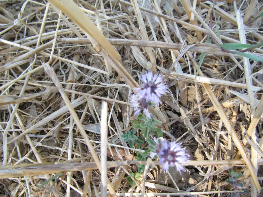 Pennyroyal: Reference specimen (Mentha pulegium)