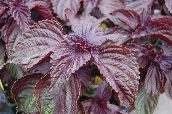 Perilla: Perilla frutescens 'Purple Shiso'