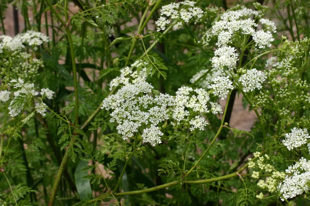 Poison hemlock: White flower clusters.