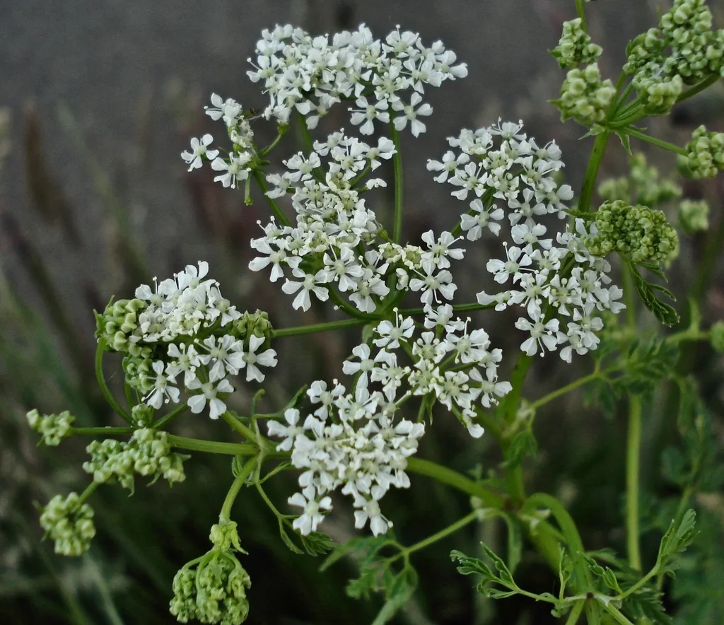 Poison hemlock: White flowers with one purple one in the center.