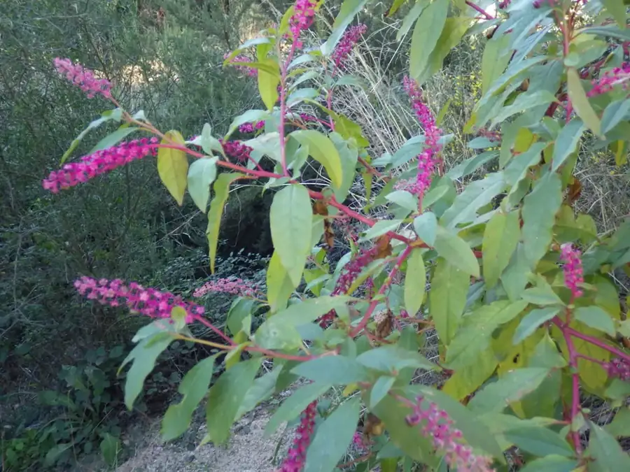American pokeweed: Magenta stems with berries.