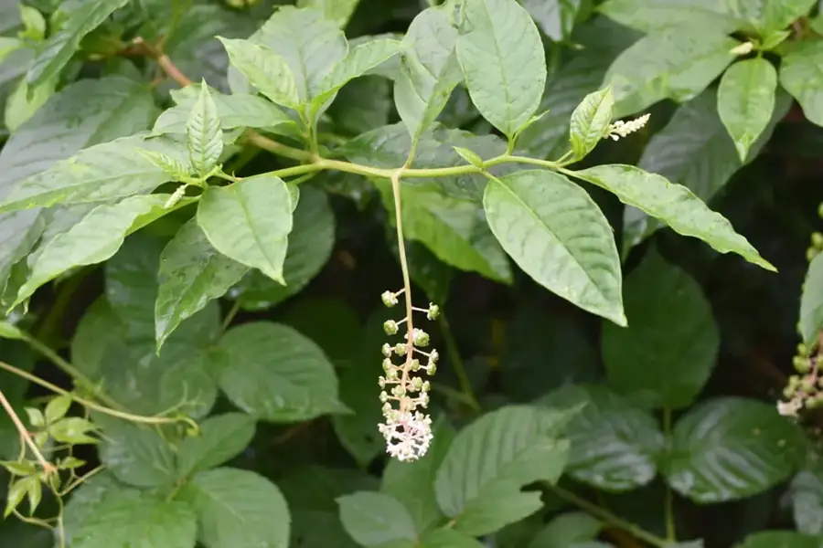 American pokeweed: Flower raceme.