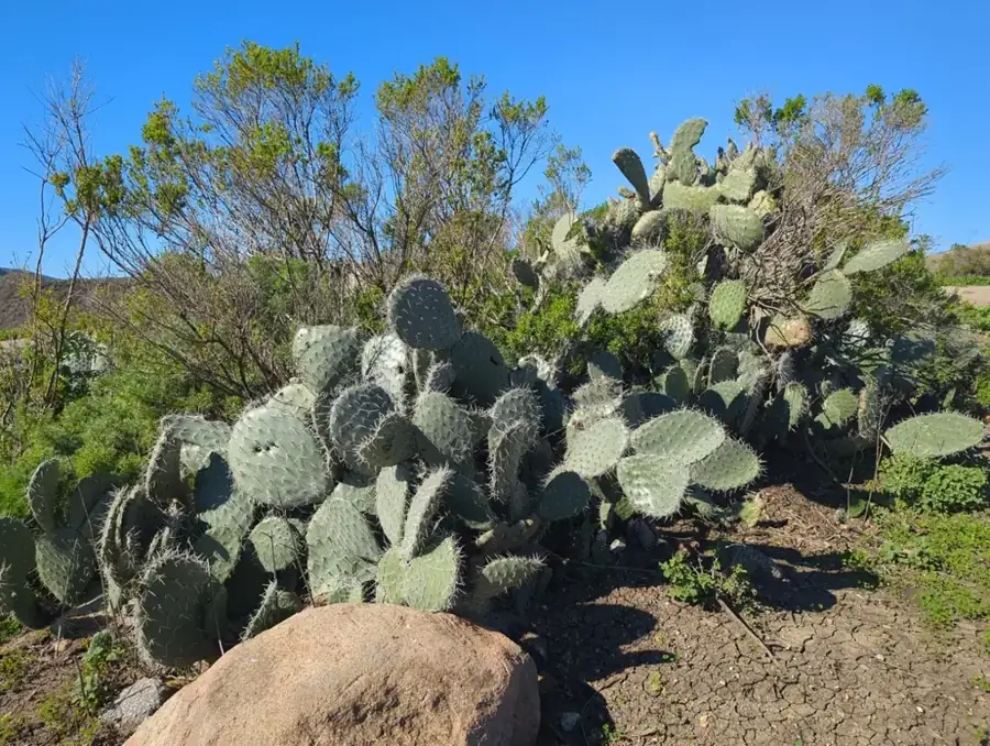 Prickly pear: Pad clumps.