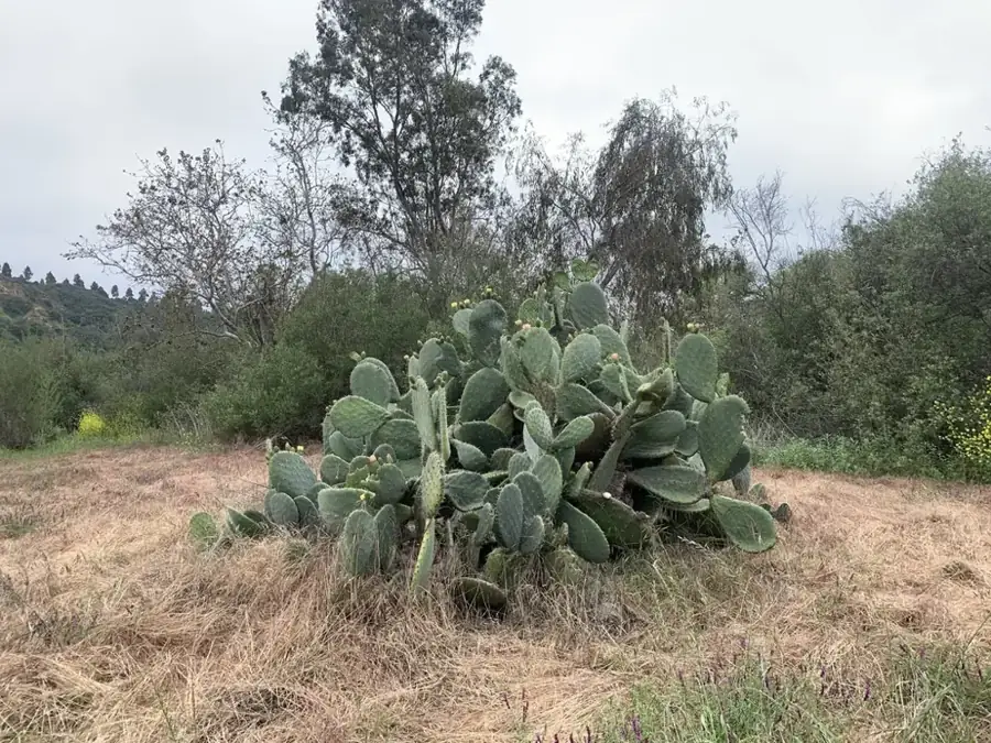 Prickly pear: Large plant.