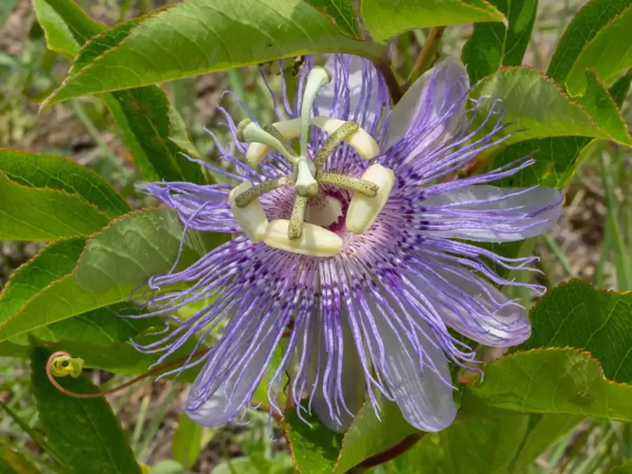 Purple passionflower: Purple fringed flower.