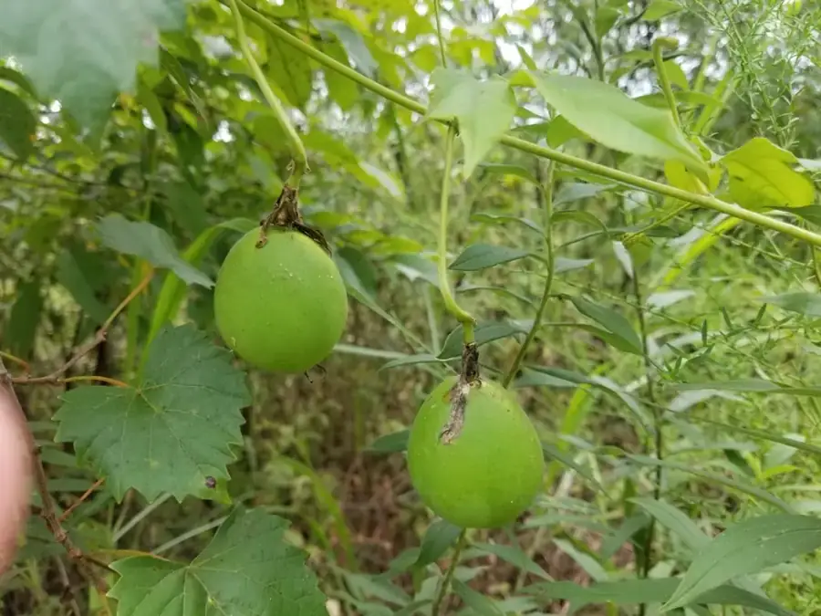 Purple passionflower: Green fruit.