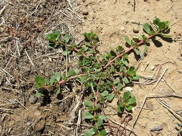 Common purslane: Maroon stems