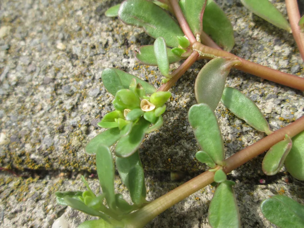 Common purslane: Portulaca oleracea close up of stem