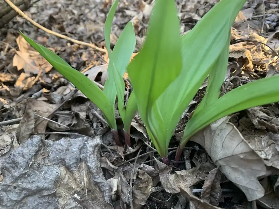 Ramps: Broad spring leaves.