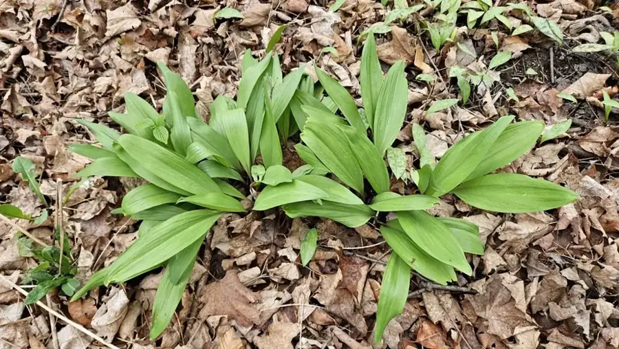 Ramps: Colony on the forest floor.
