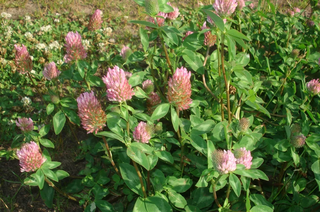 Red clover: Mature plants in bloom