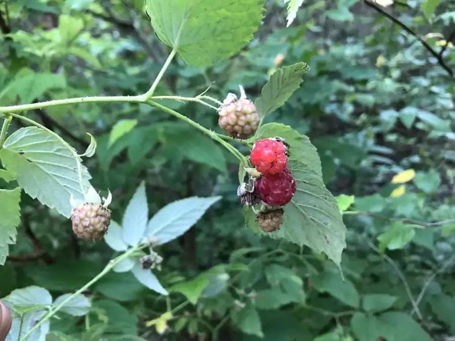 Red raspberry: Ripe fruit among leaves.
