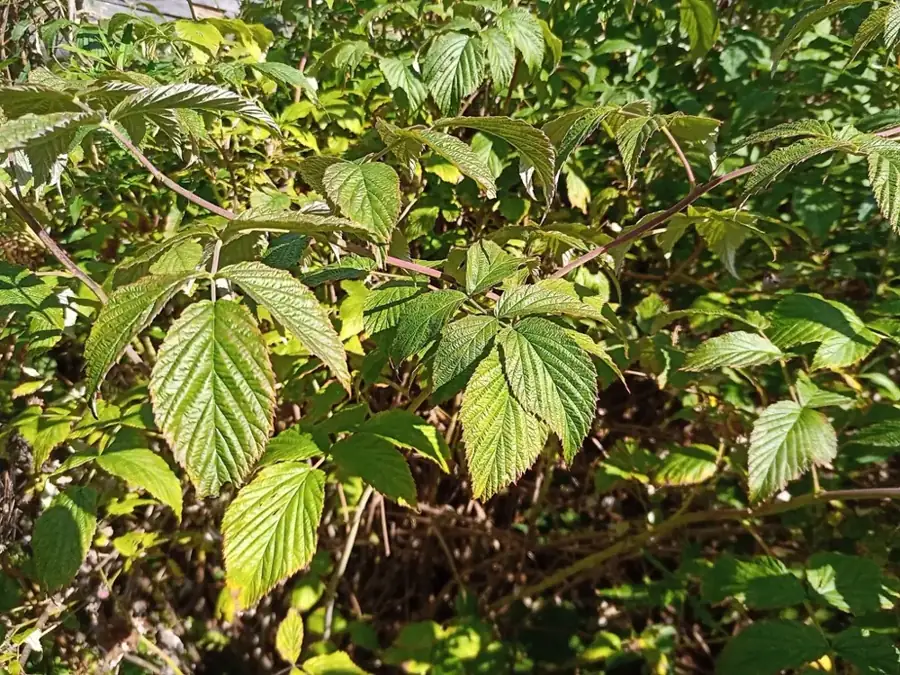 Red raspberry: Leafy canes.