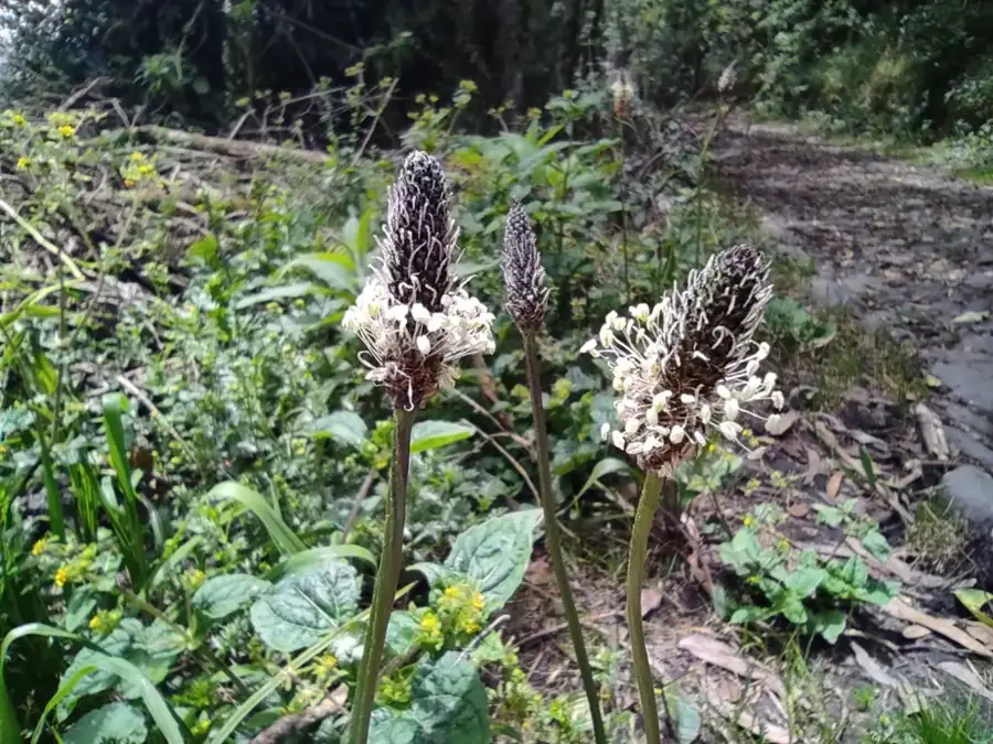 Ribwort plantain: Flower spikes with white stamens.